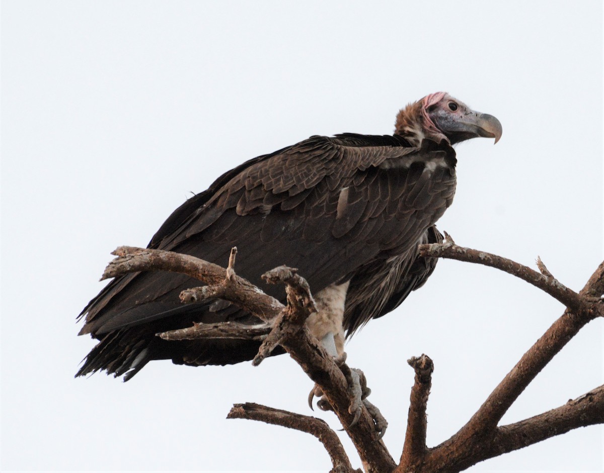 Lappet-faced Vulture - ML346510351
