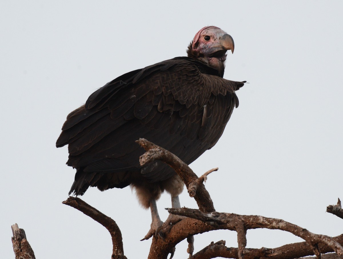 Lappet-faced Vulture - ML346510361