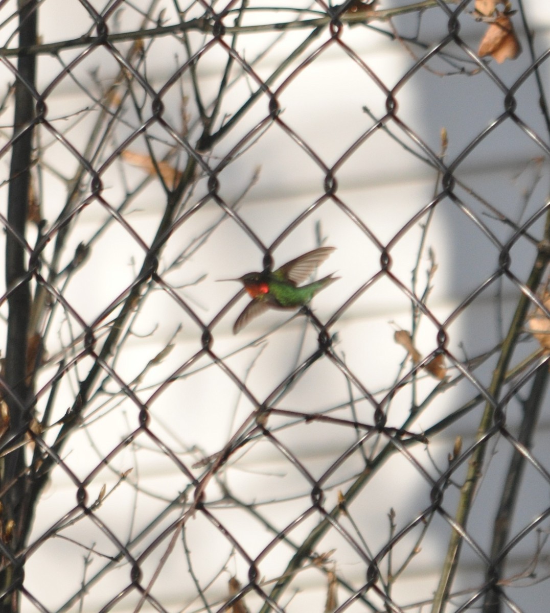 Colibri à gorge rubis - ML346510651