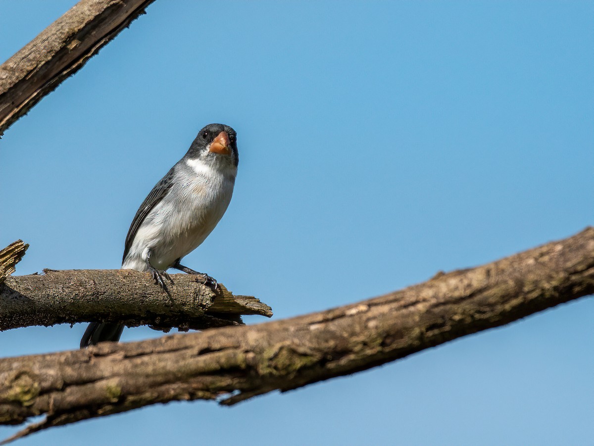 White-bellied Seedeater - ML346511621