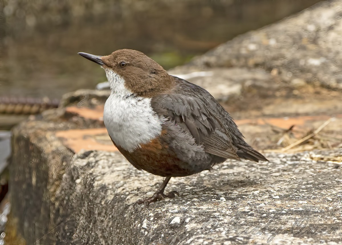 White-throated Dipper - ML346512811