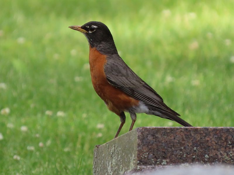 American Robin - ML346514211