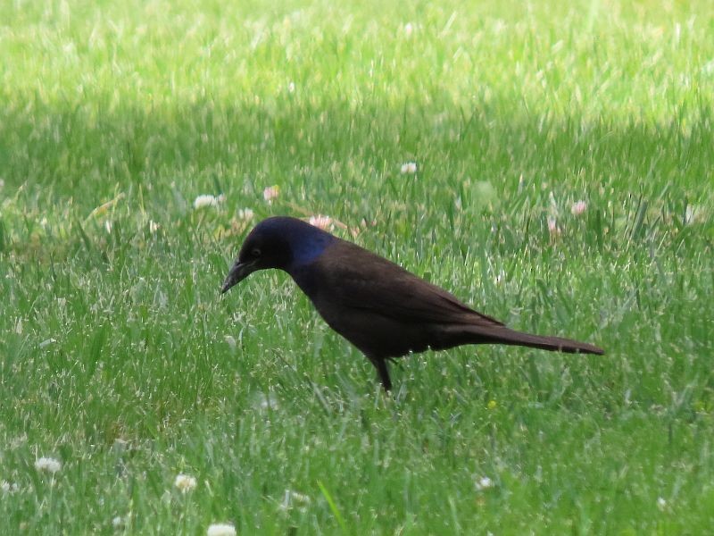 Common Grackle - ML346514251