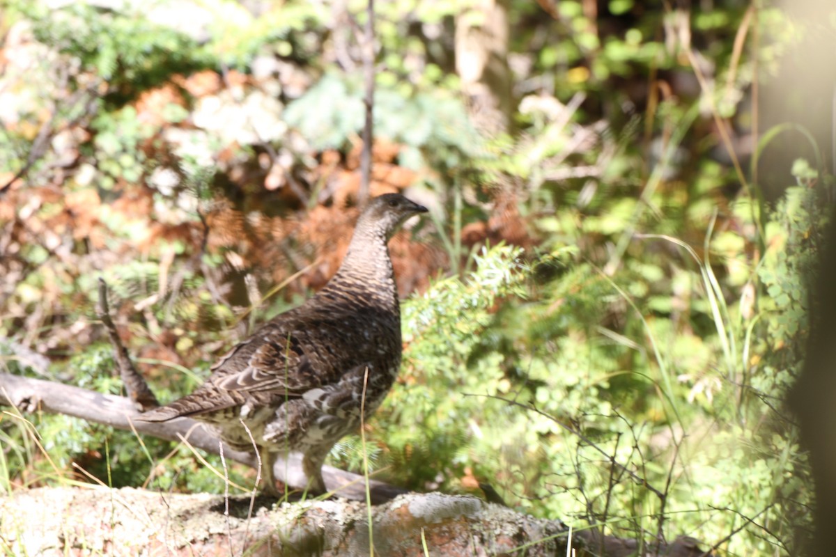 Dusky Grouse - ML34651531