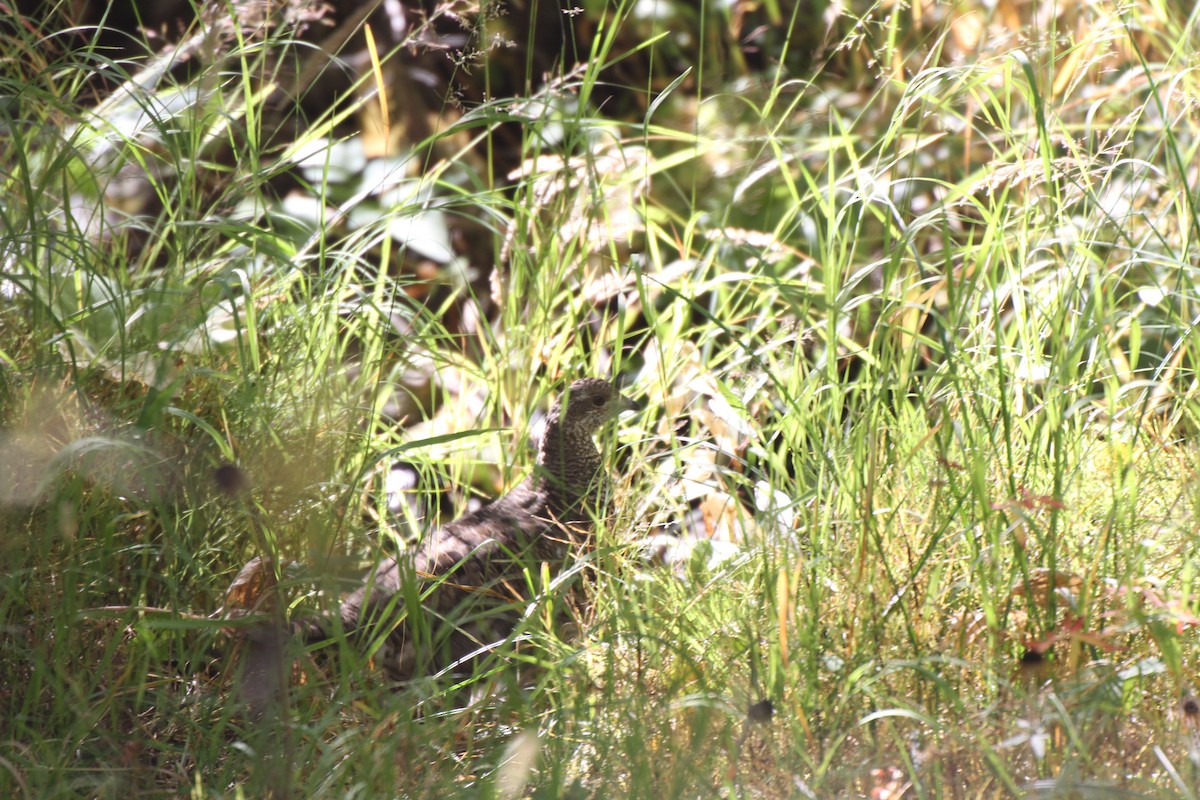 Dusky Grouse - ML34651541
