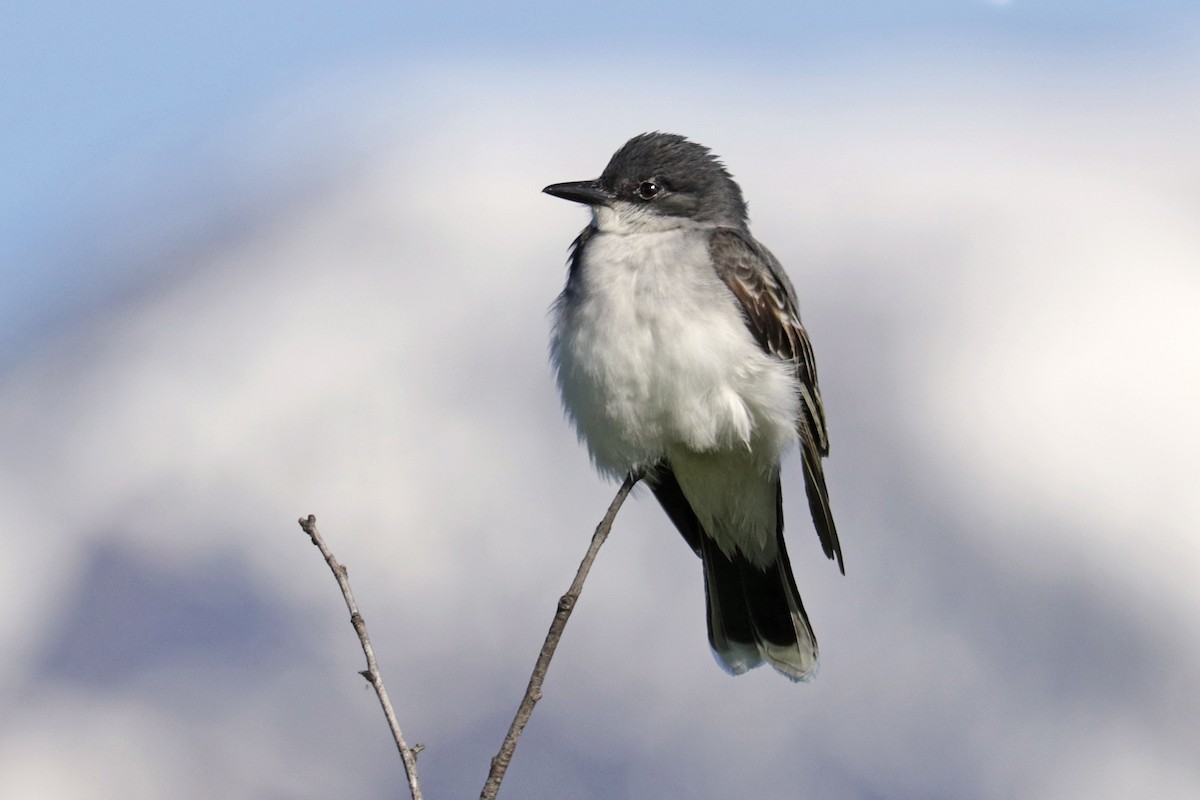 Eastern Kingbird - Nathan Wall