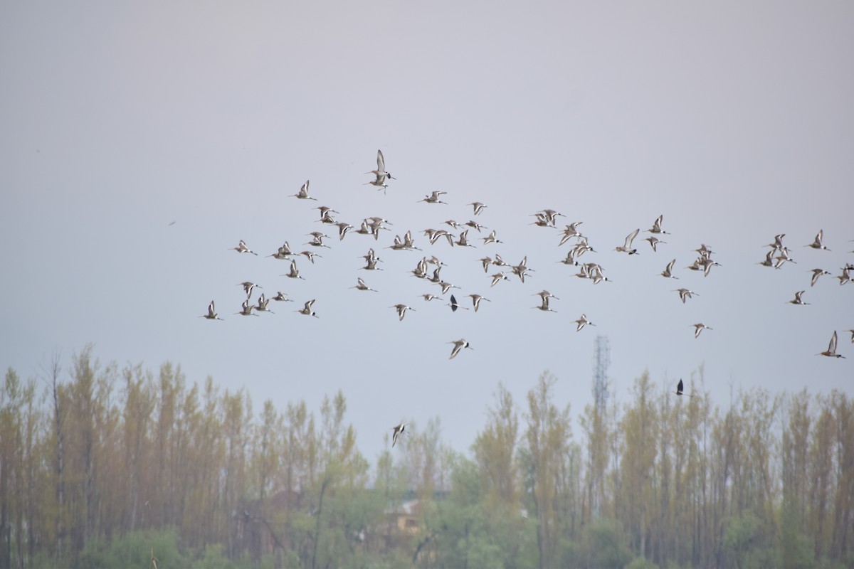 Black-tailed Godwit - ML346516751