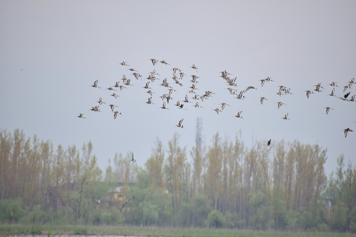 Black-tailed Godwit - ML346516781