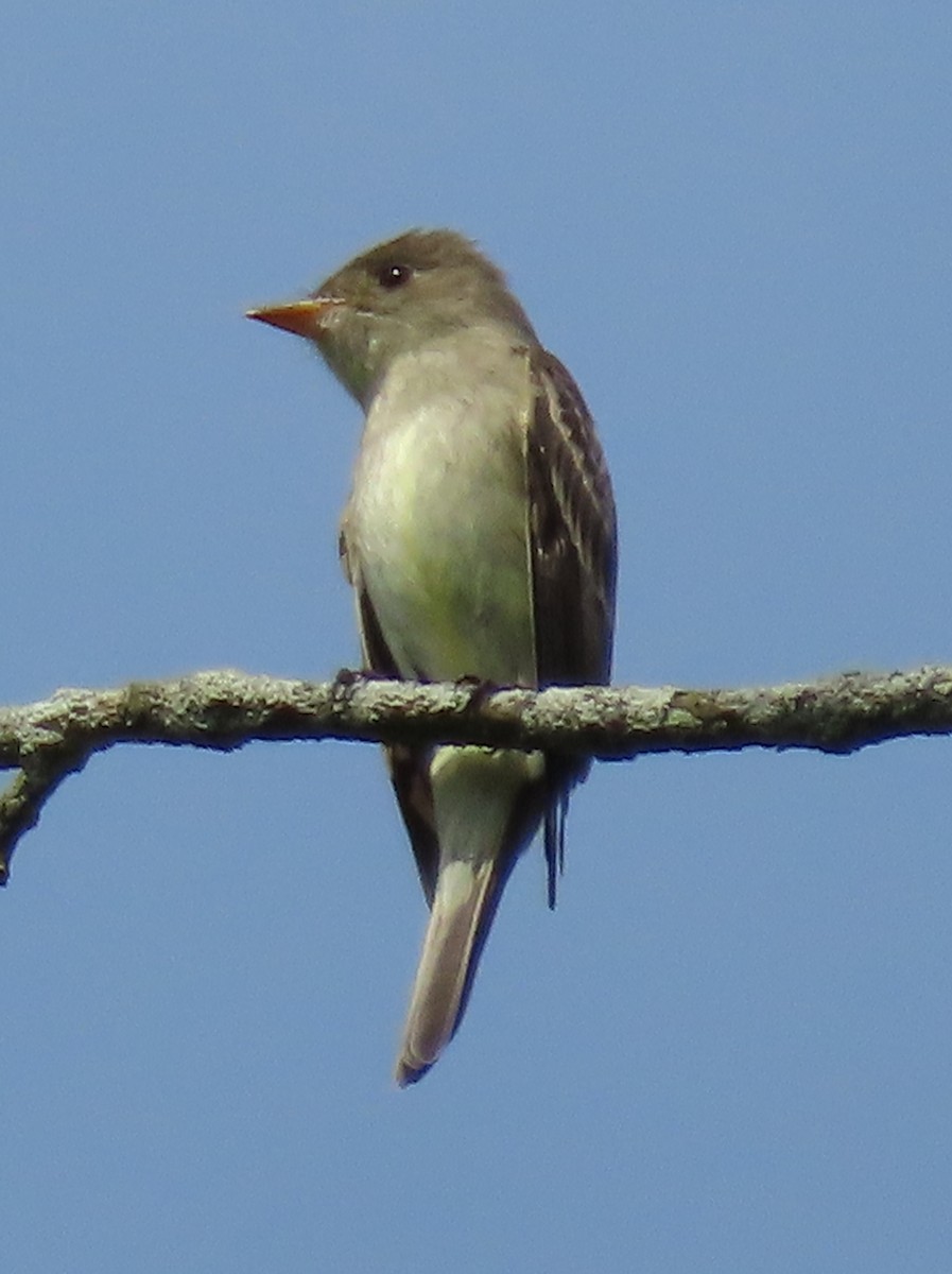 Eastern Wood-Pewee - ML346516951