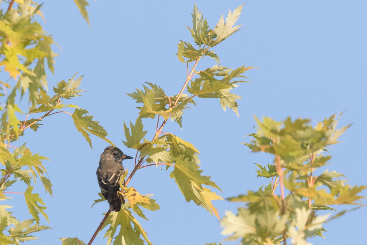 Great Crested Flycatcher - ML34651921