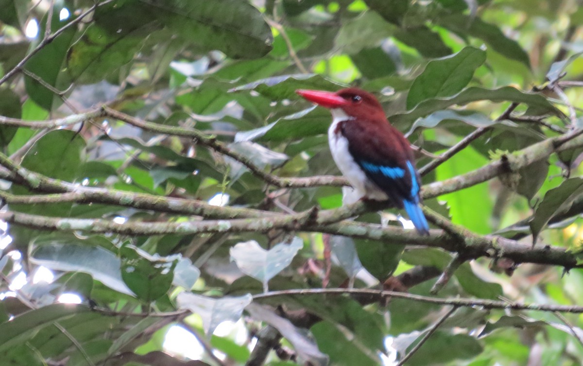 Chocolate-backed Kingfisher - ML346521461