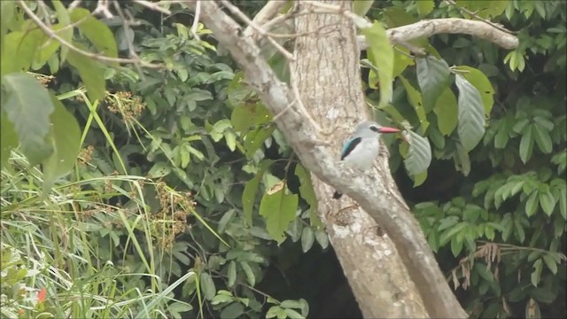 Woodland Kingfisher - ML346521491