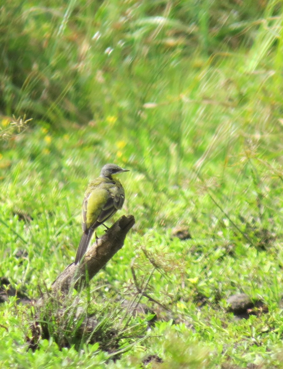 Western Yellow Wagtail - ML346521731