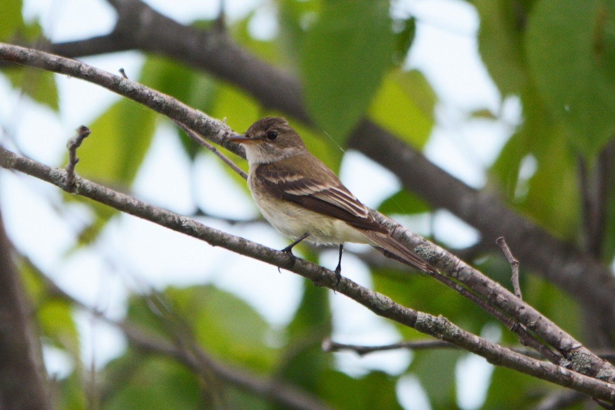 Willow Flycatcher - ML346523231