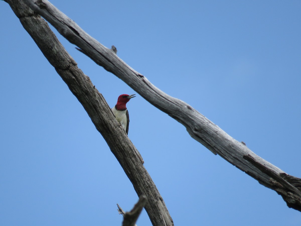 Red-headed Woodpecker - ML346523671