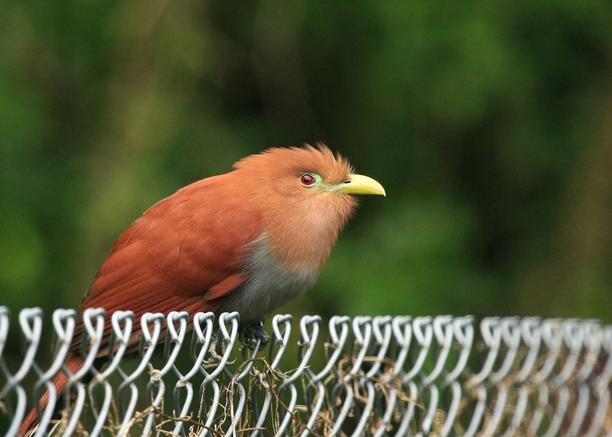 Squirrel Cuckoo - ML34652381