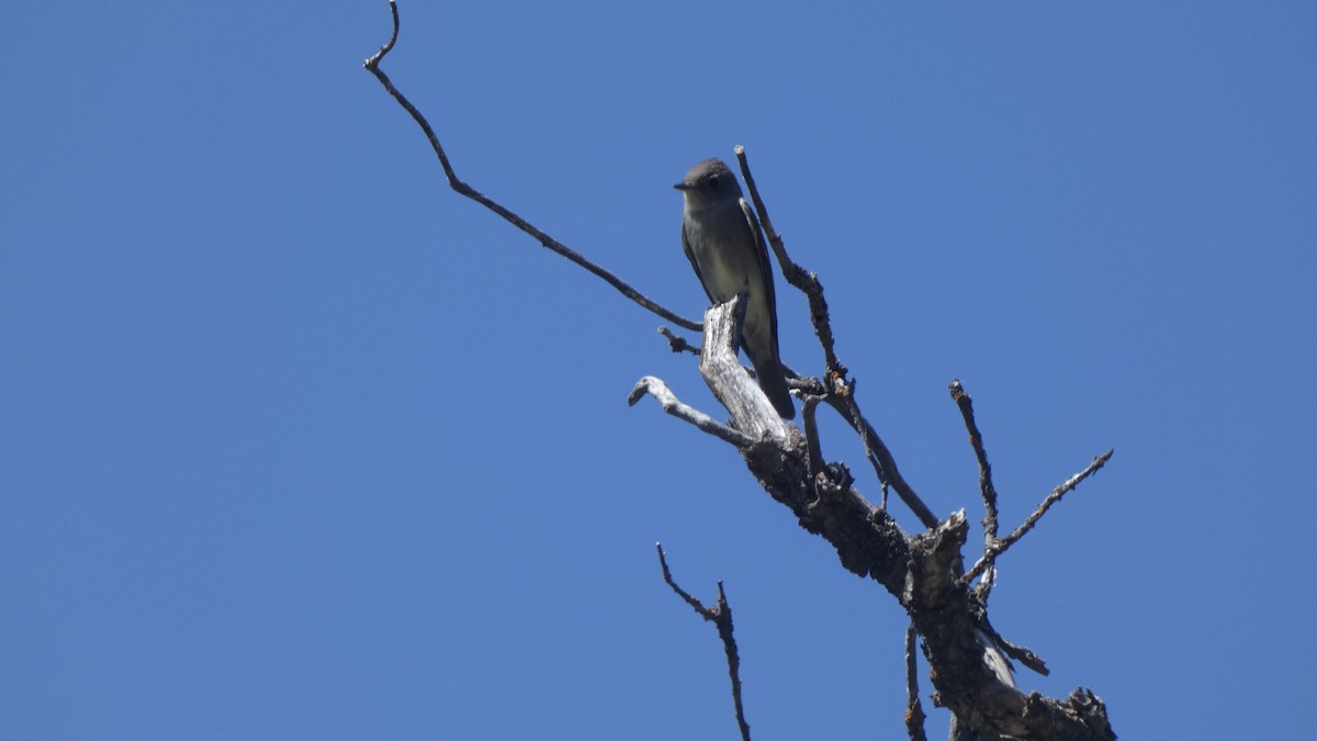 Western Wood-Pewee - ML346524061