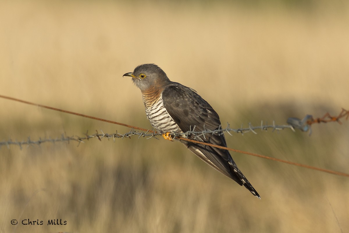 Common Cuckoo - ML346525241