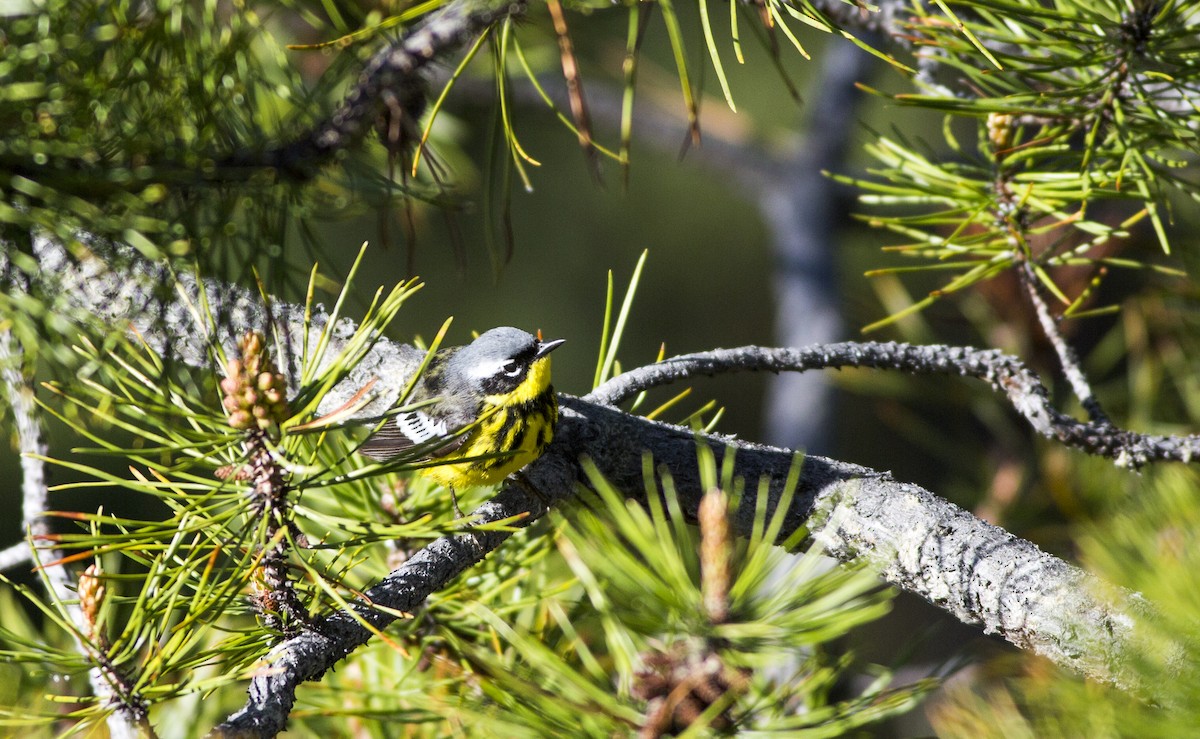 Magnolia Warbler - ML346526411