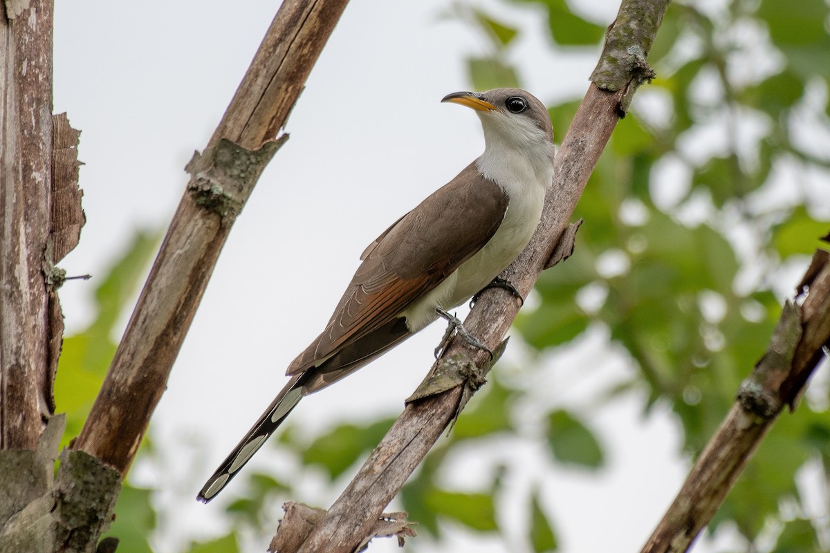 Yellow-billed Cuckoo - Andy Connelly