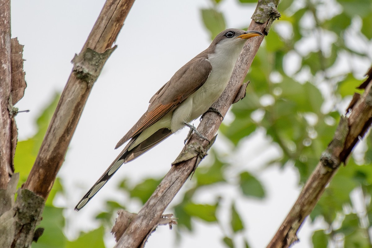Yellow-billed Cuckoo - Andy Connelly