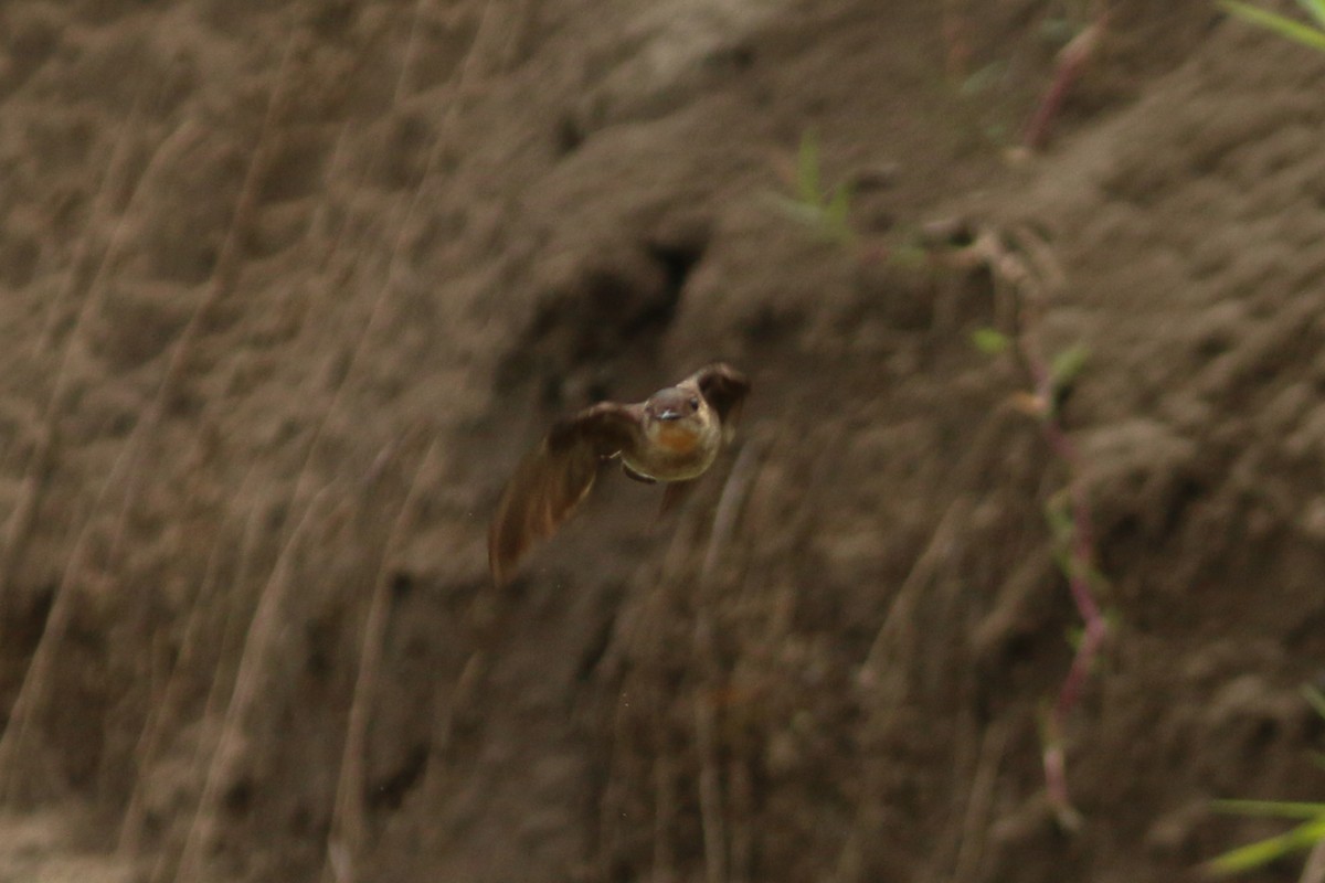 Southern Rough-winged Swallow - David Garrigues