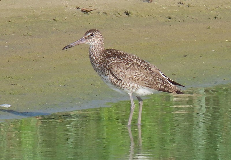 Willet (Eastern) - Karen Lebing