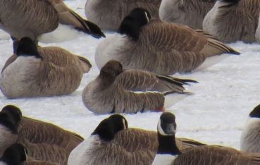 Greater White-fronted Goose - ML34653081