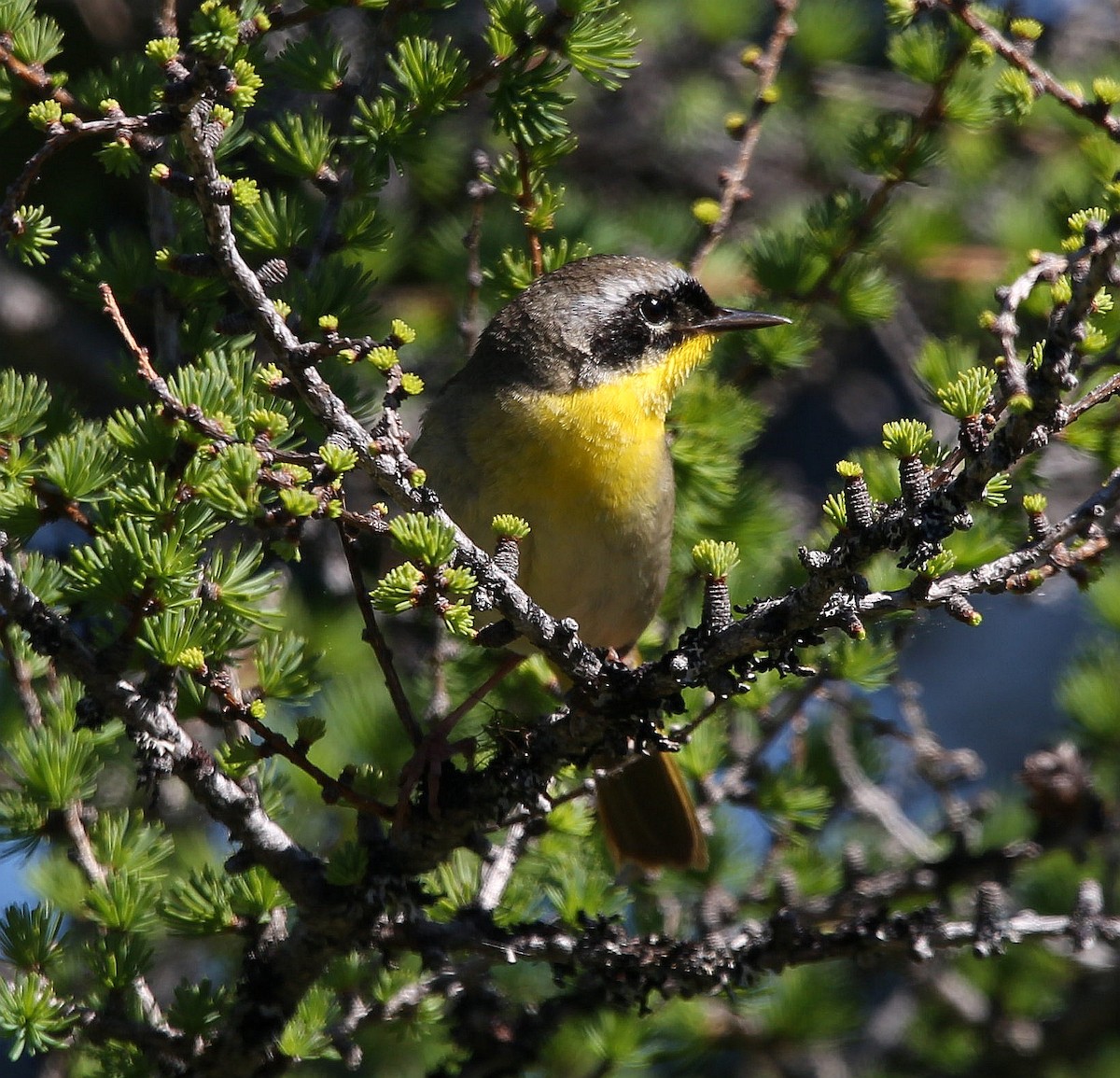 Common Yellowthroat - ML346533391