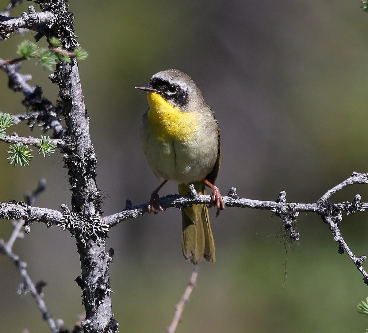 Weidengelbkehlchen - ML346533871