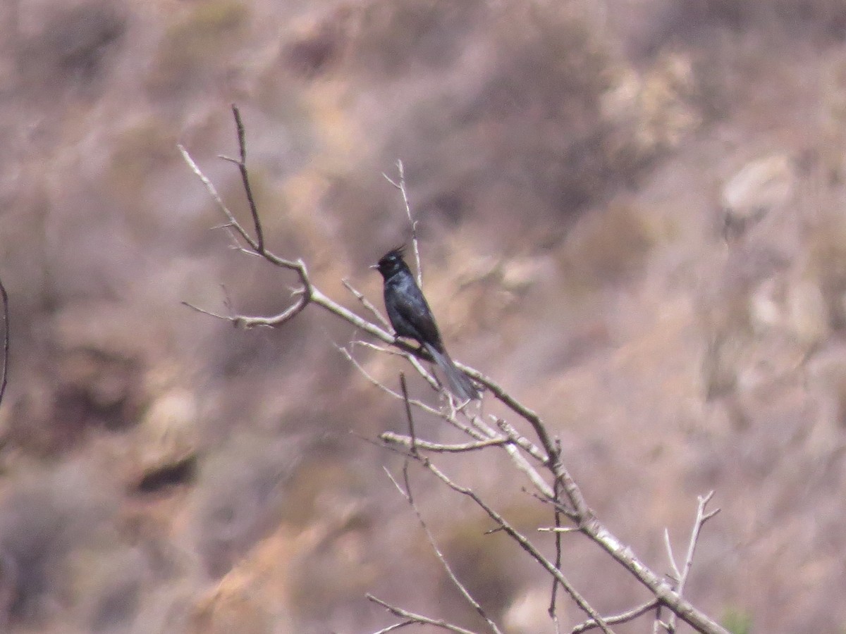 Phainopepla - Norka Saldana