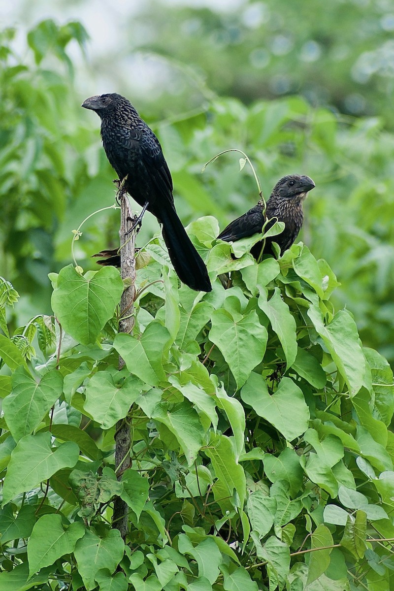 Smooth-billed Ani - ML346533961