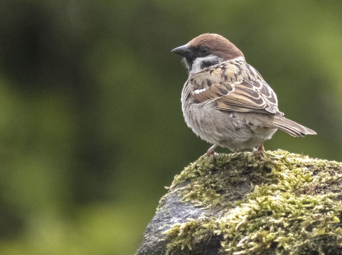 Eurasian Tree Sparrow - ML346535501