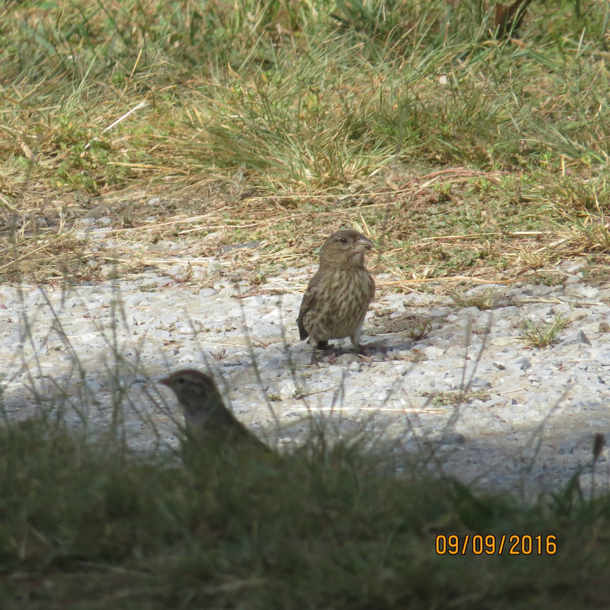 House Finch - ML34653561