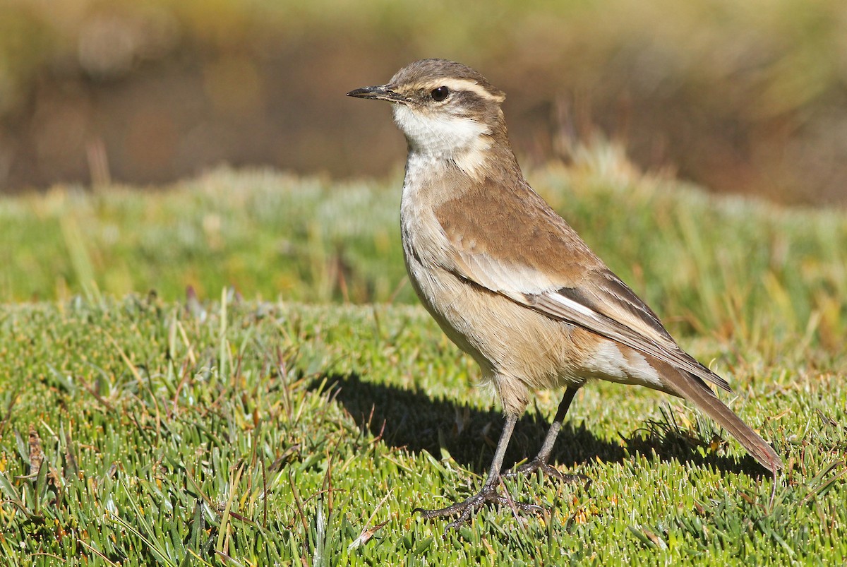 Cream-winged Cinclodes - ML34653621