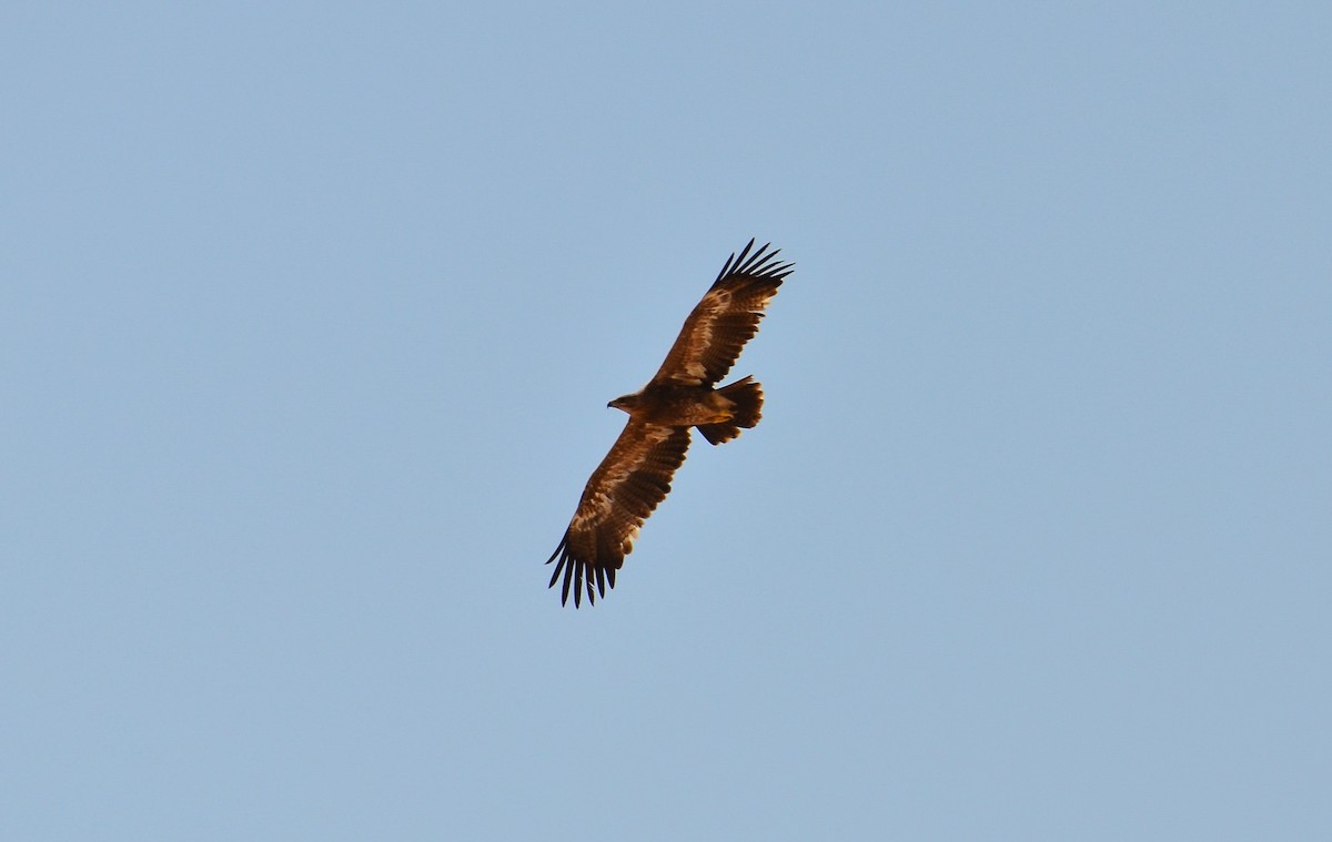 Steppe Eagle - Watter AlBahry