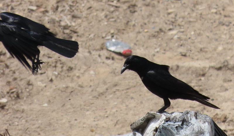 Tamaulipas Crow - ML346536911