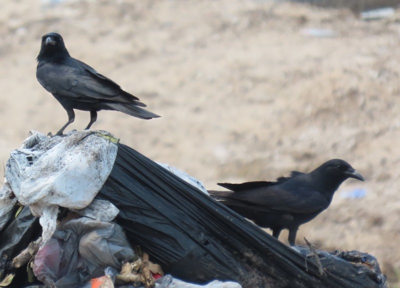Tamaulipas Crow - ML346536931