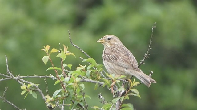 Corn Bunting - ML346537131