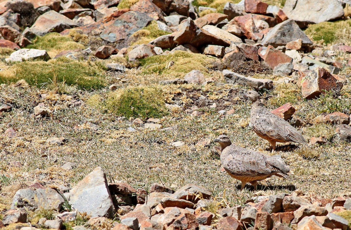 Rufous-bellied Seedsnipe - ML34653871