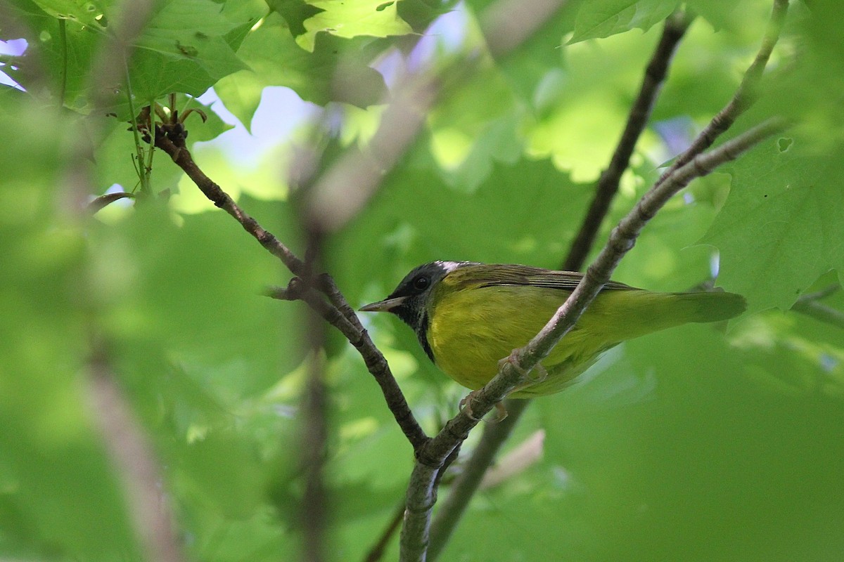 Mourning Warbler - ML346541101