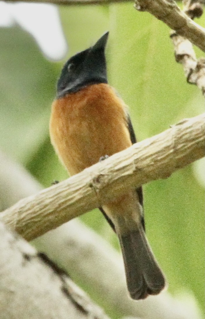 Vanikoro Flycatcher - Connie Lintz