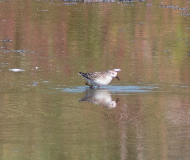 Semipalmated Sandpiper - ML34654411