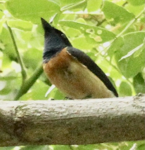 Vanikoro Flycatcher - ML346544121