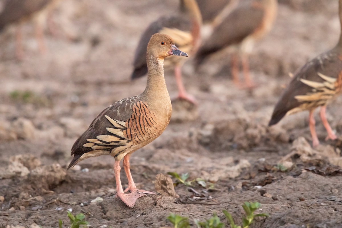 Plumed Whistling-Duck - David Irving