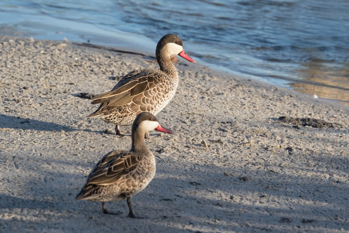 Red-billed Duck - ML346544981