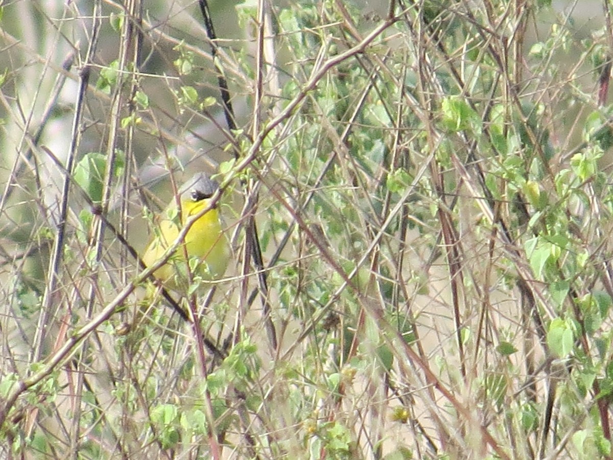 Gray-crowned Yellowthroat - ML34654741
