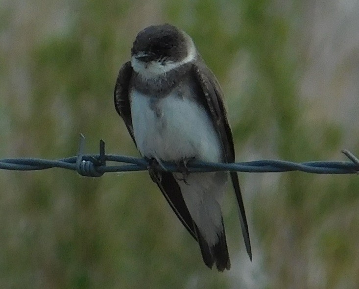 Bank Swallow - ML346547531