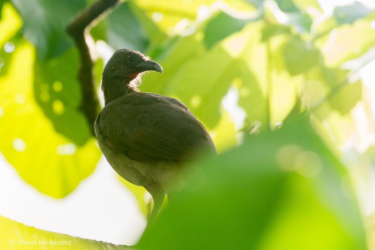 Gray-headed Chachalaca - ML346548121