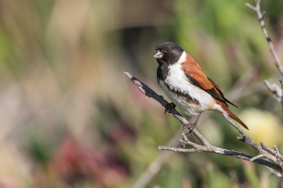 Black-headed Canary - ML346548601
